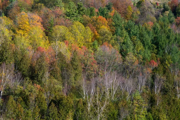 Kleurrijke Dichte Bomen Het Herfstbos — Stockfoto