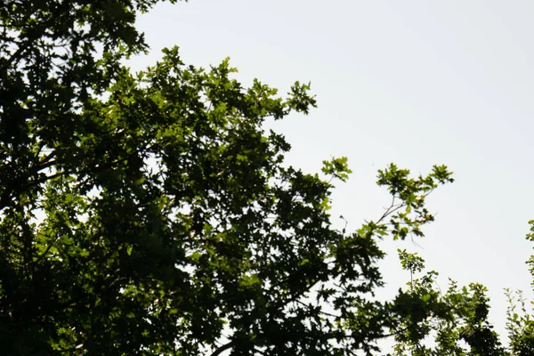 Zielone Drzewo Gęstych Liściach — Zdjęcie stockowe