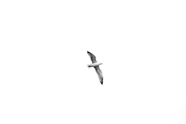 一只海鸥在日光下在天空下飞翔的灰度照片 — 图库照片