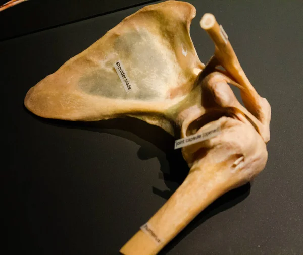肩胛骨 或肩胛骨 是一个三角形的大骨头 位于上背部 — 图库照片