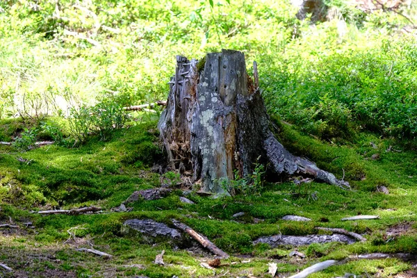 アルプスのオートサヴォワで木の幹のクローズアップショット — ストック写真