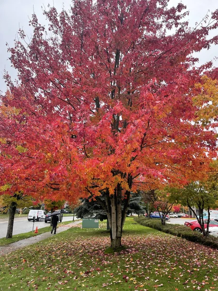 カナダのバンクーバーにある木の枝に秋の葉の自然の景色 — ストック写真