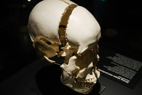 博物馆里一个人造骷髅的特写镜头 — 图库照片