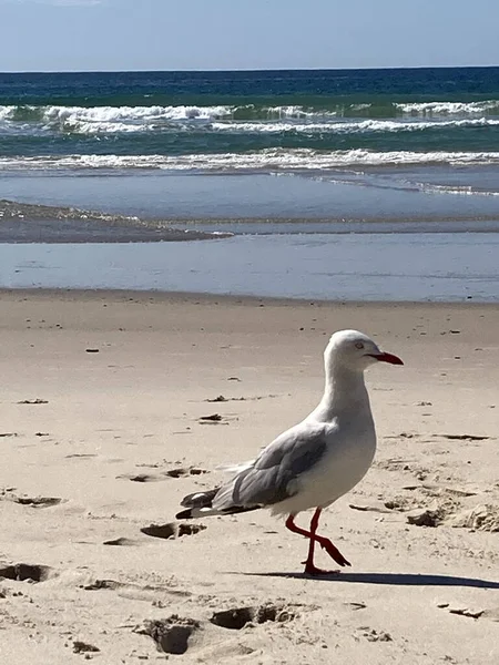 Plan Vertical Goéland Australien Marchant Bord Mer — Photo