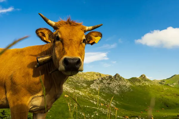 Beautiful View Cow Looking Camera Field Angliru Peak Asturias — Stock Photo, Image