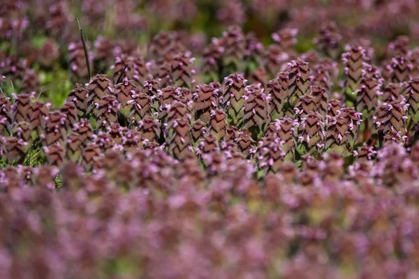 Zbliżenie Ujęcia Pięknej Purpurowej Martwej Pokrzywy Mięty Kwitnącej Polu Oregonie — Zdjęcie stockowe