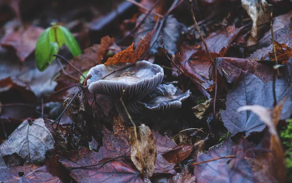 濃い色の葉の間に森の中で育つ青い野生のキノコの美しいマクロショット — ストック写真