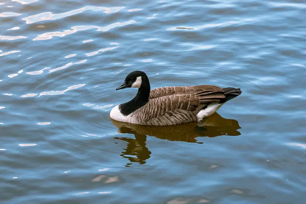 Beautiful Canada Goose Floating Lake — Stock Photo, Image