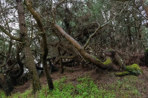 Ліс Старими Вивітреними Скрученими Мохоподібними Сосновими Деревами Вдень — стокове фото