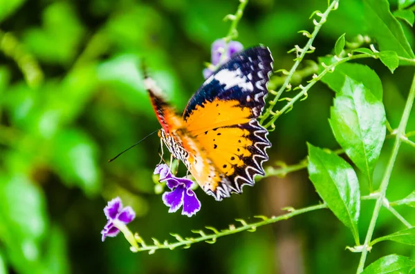 Gros Plan Papillon Hypolimnas Missippus Sur Des Feuilles Vertes Dans — Photo