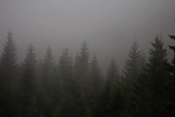 Eine Neblige Landschaft Mit Dichten Bäumen Wald — Stockfoto