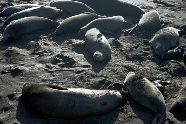 海の海岸の砂の上に横たわるアシカのグループ — ストック写真