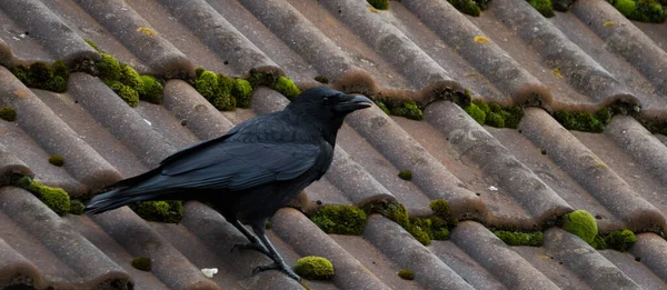 Ένα Κοντινό Πλάνο Ενός Μαύρου Κορακιού Πάνω Μια Στέγη — Φωτογραφία Αρχείου
