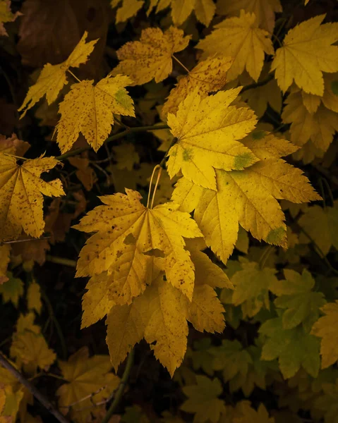 Eine Malerische Aufnahme Eines Herbstwaldes Und Bäumen Mit Gelben Und — Stockfoto