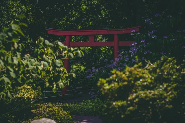 Foco Poco Profundo Puerta Torii Roja Japonesa Jardín Rodeado Árboles — Foto de Stock