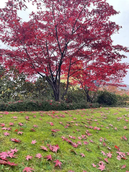 Μια Φυσική Άποψη Των Φθινοπωρινών Φύλλων Κλαδιά Δέντρων Στο Βανκούβερ — Φωτογραφία Αρχείου