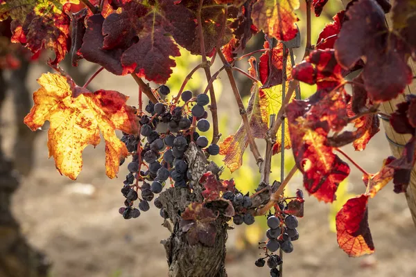 Bagas Frescas Uma Videira Outono Região Vinho Penedes Catalunha Espanha — Fotografia de Stock