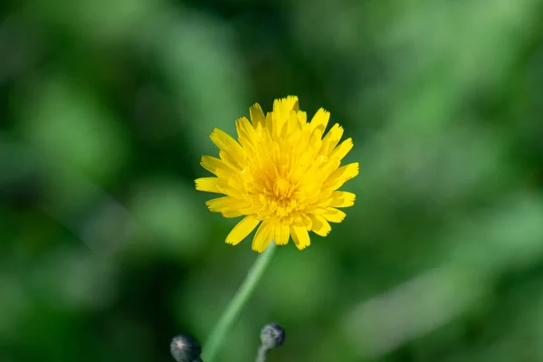 Eine Auswahl Einer Gelben Löwenzahnblüte Auf Einem Feld — Stockfoto