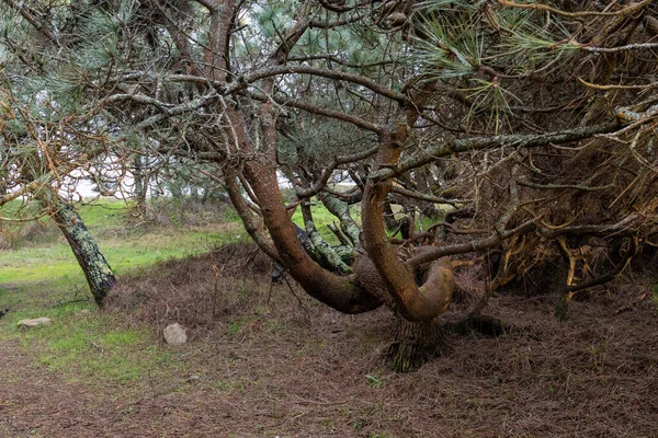 Bosque Con Viejos Pinos Retorcidos Durante Día — Foto de Stock