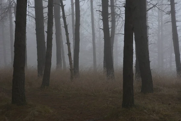 Eine Neblige Waldlandschaft Mit Kahlen Bäumen — Stockfoto