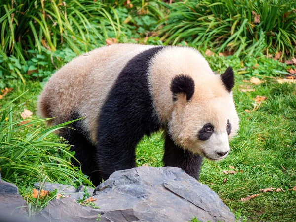 Aranyos Panda Life Park Közelről Kilátás Étkezés Közben — Stock Fotó