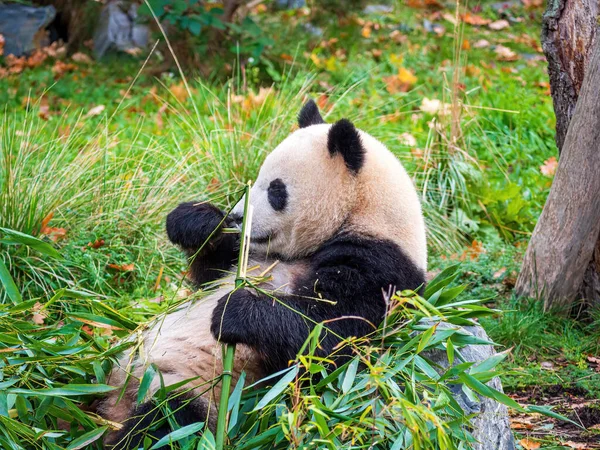 可爱的熊猫在公园里的生活 吃饭的时候可以近距离观看 — 图库照片