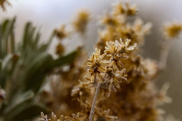Primer Plano Flores Secas Pincel Salvia Creciendo Campo Este Oregon — Foto de Stock