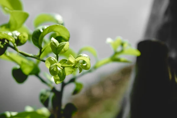 Zbliżenie Ujęcie Zielonej Pięknej Rośliny Małymi Liśćmi Słoneczny Dzień — Zdjęcie stockowe
