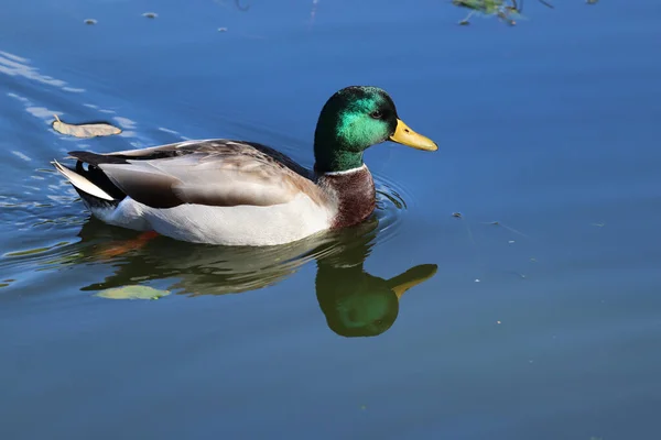 Primer Plano Adorable Pato Colorido Nadando Lago Reflectante Azul Claro —  Fotos de Stock