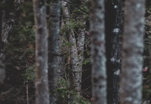 Foco Raso Árvores Lenhosas Floresta Boreal Quebec Escuro — Fotografia de Stock