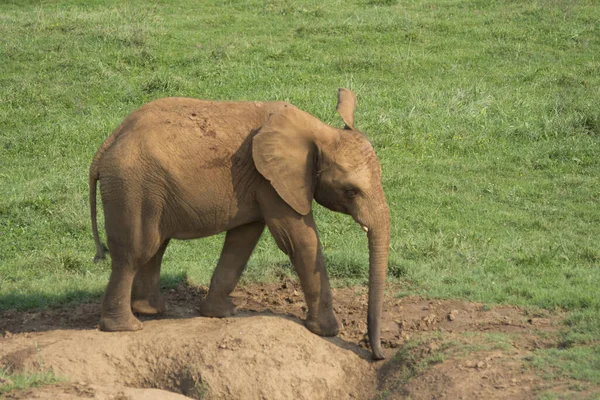 Ein Baby Elefant Auf Einem Feld Gras Unter Dem Sonnenlicht — Stockfoto