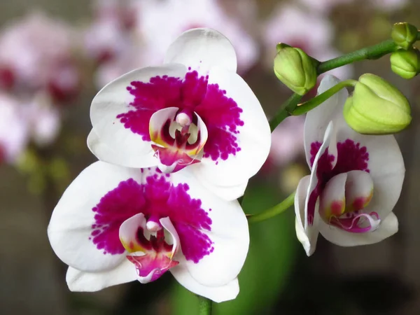 Primer Plano Hermosas Orquídeas Blancas — Foto de Stock