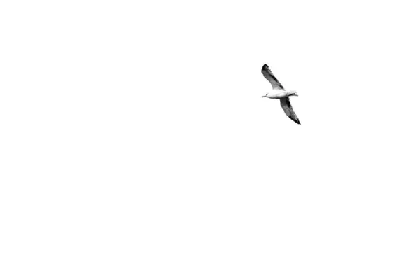 一只海鸥在日光下在天空下飞翔的灰度照片 — 图库照片