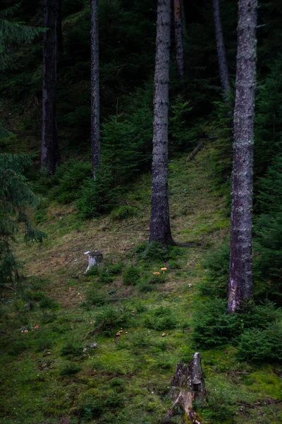 Colpo Verticale Alberi Nella Foresta — Foto Stock