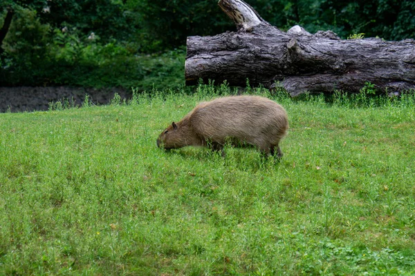 Egy Szőrös Barna Capybara Legel Füves Mezőn Vadonban — Stock Fotó