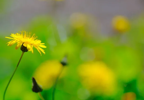 Primer Plano Una Hermosa Flor Diente León Amarillo Creciendo Campo —  Fotos de Stock