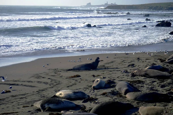 海の海岸の砂の上に横たわるかわいいアシカ — ストック写真