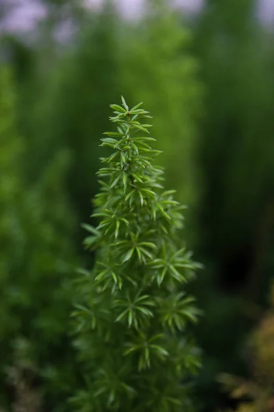 Een Verticalof Groeiend Loof Van Immer Groene Boom — Stockfoto