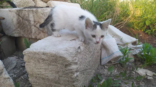 Маленький Кіт Камені Саду — стокове фото