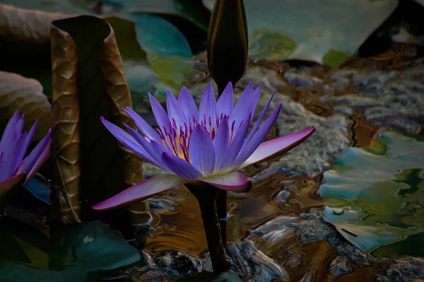 Een Dichtbij Shot Van Een Purpere Nymphae Water Lelie Waterplas — Stockfoto