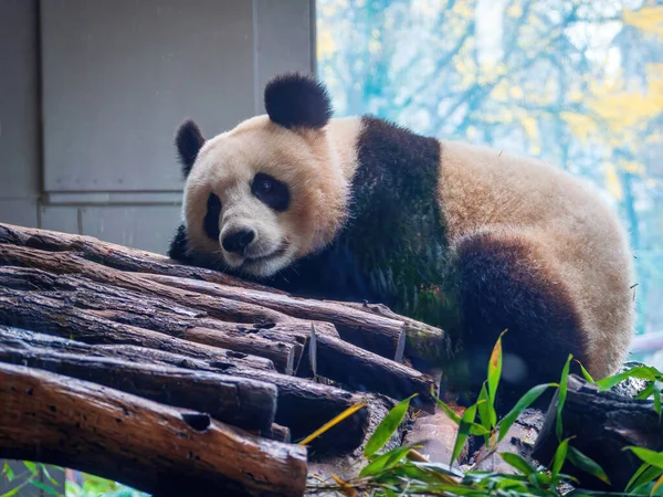 可爱的熊猫在公园里的生活 吃饭的时候可以近距离观看 — 图库照片