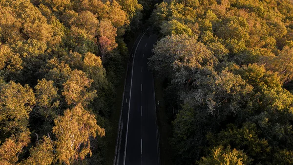 Вид Воздуха Дорогу Окруженную Лесными Деревьями Осенью — стоковое фото