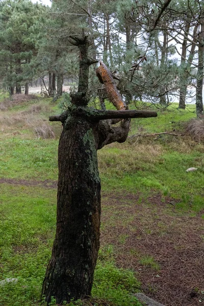 Vertikal Bild Gammal Död Vittrad Barrstam Skogen Dagtid — Stockfoto