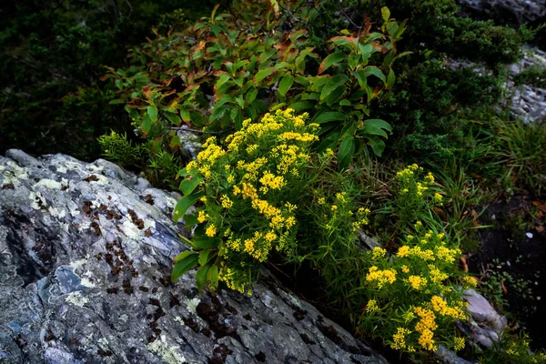 Goldenrod Euthamia Graminifolia Norman Bird Sanctuary Middletown Usa — стокове фото