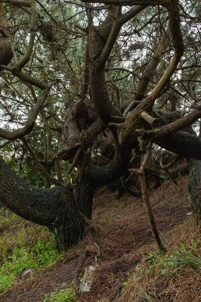 Plan Vertical Vieux Pin Tordu Dans Forêt Pendant Journée — Photo