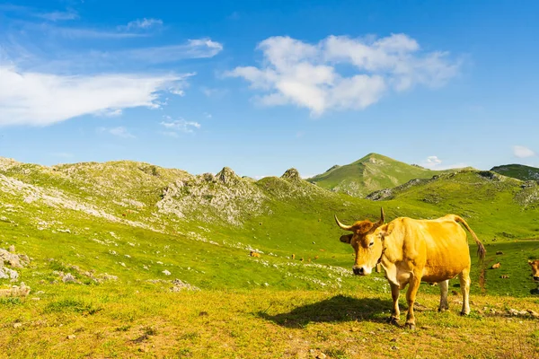 Krásný Výhled Krávu Poli Angliru Peak Asturias — Stock fotografie