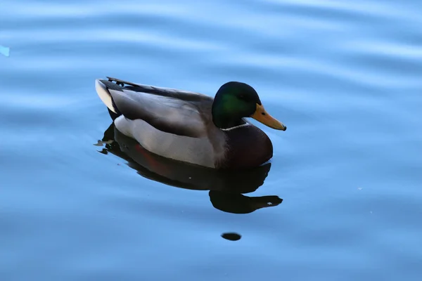 Closeup Adorable Duck Swimming Blue Clear Refective Lake — Stock Photo, Image