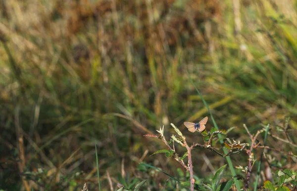 Nahaufnahme Eines Schmetterlings Der Auf Der Wiese Fliegt — Stockfoto