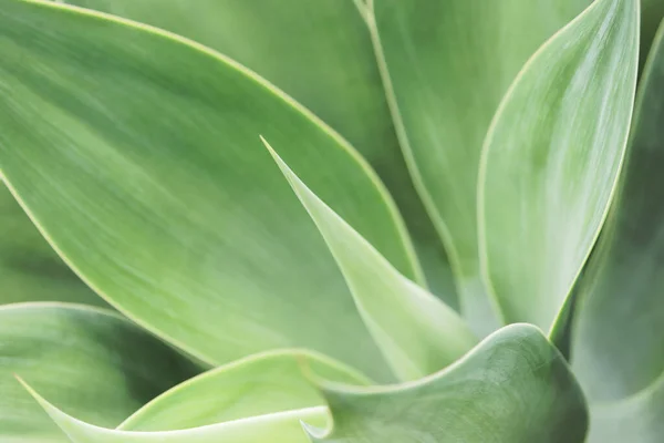Agave Attenuata Sulu Bitkisinin Yeşil Yapraklarının Yakın Plan Çekimi — Stok fotoğraf