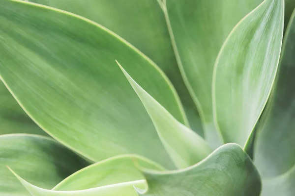 Primer Plano Hojas Verdes Agave Attenuata Planta Suculenta — Foto de Stock